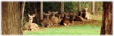 Deer