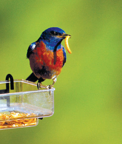 b bird w/ mealworm