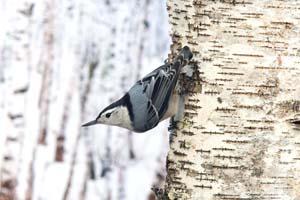 Nuthatch on Birch